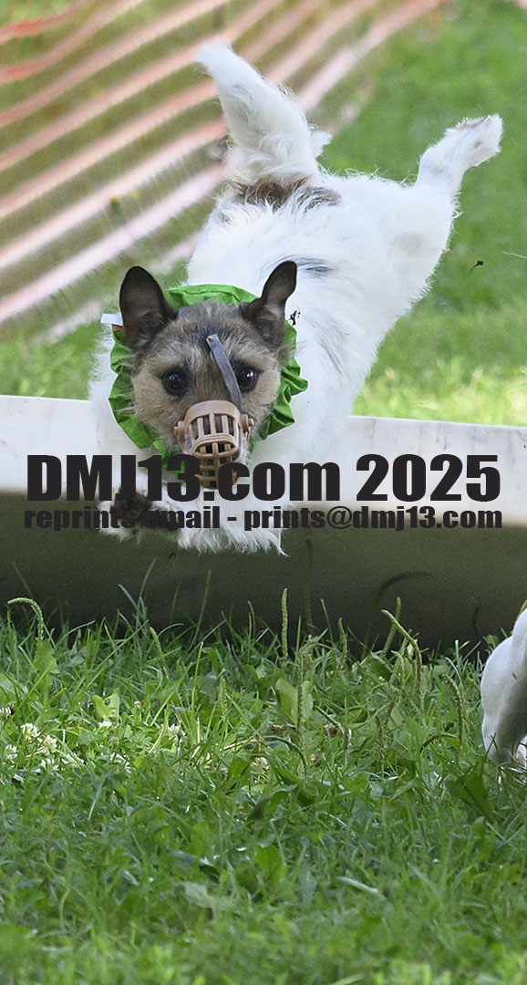 DMJ-13.com
