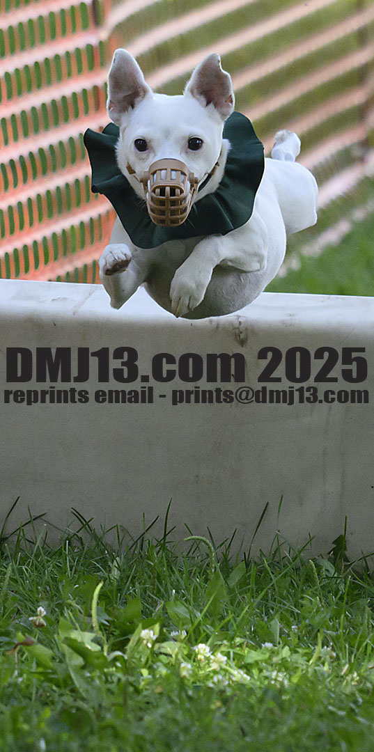 DMJ-13.com