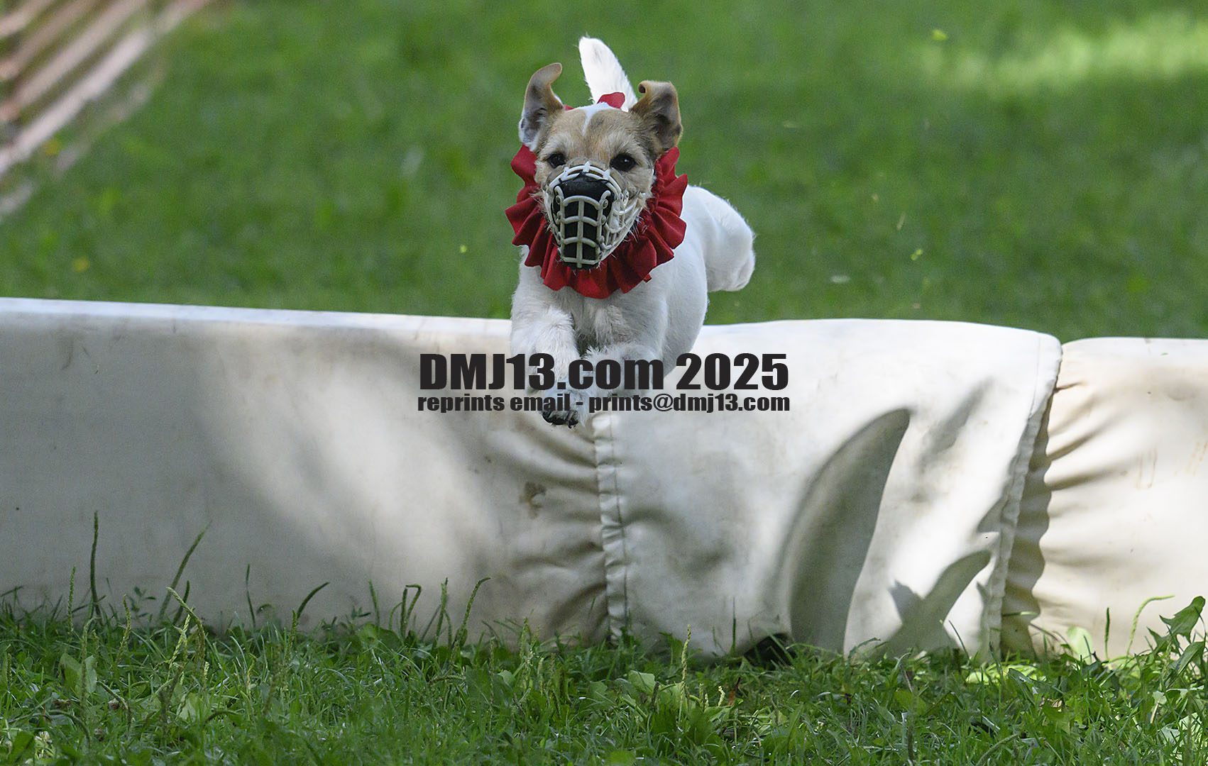 DMJ-13.com