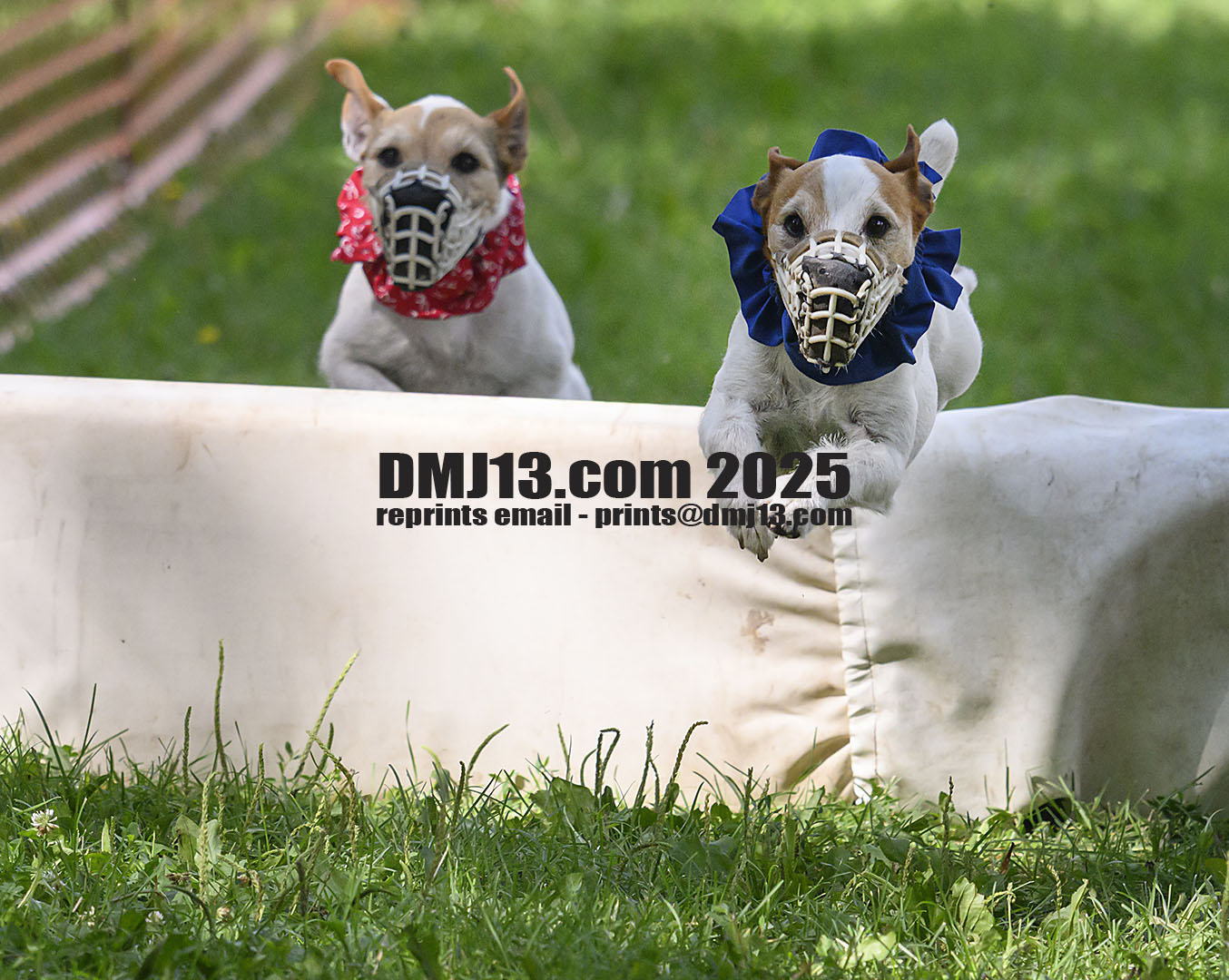 DMJ-13.com