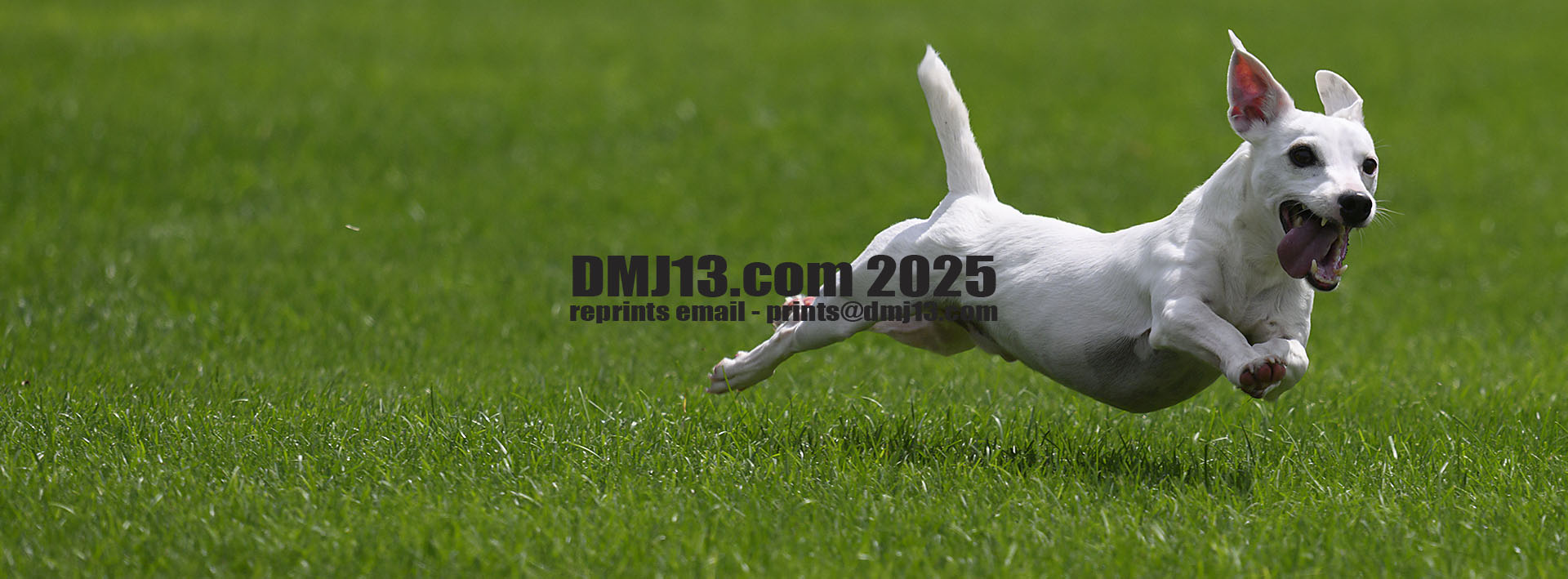 DMJ-13.com