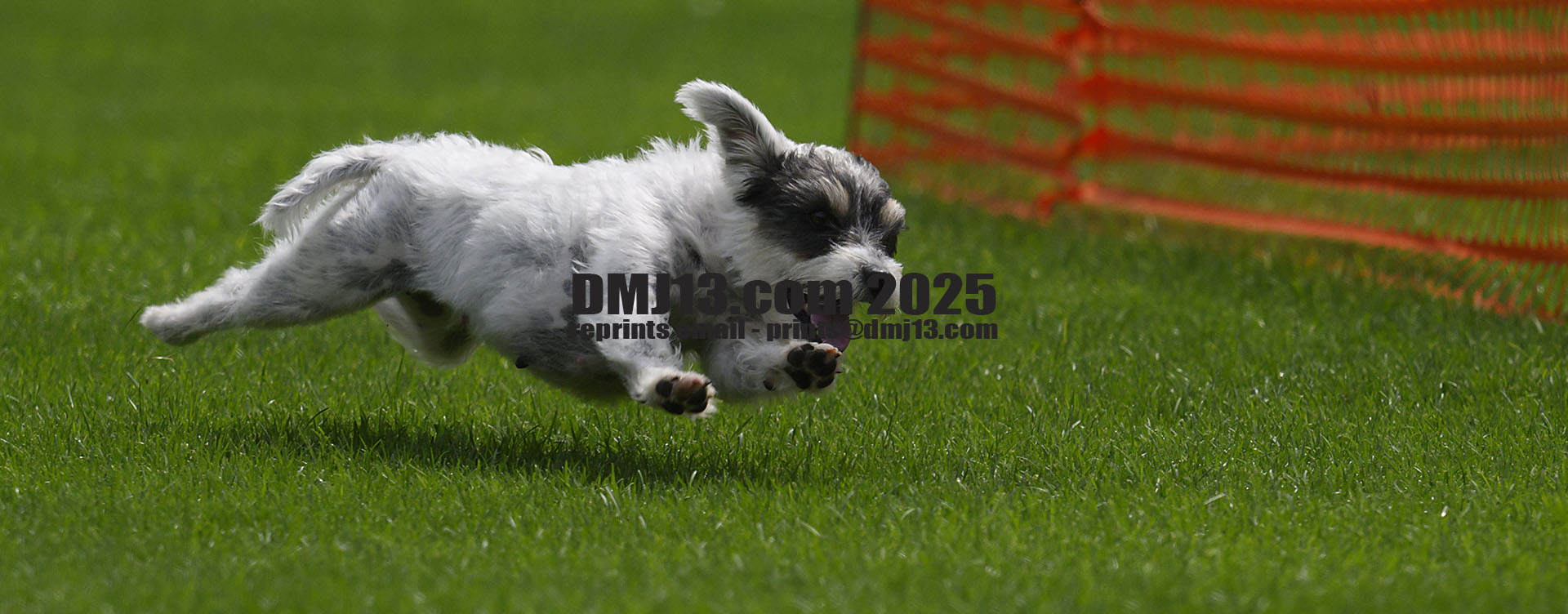 DMJ-13.com