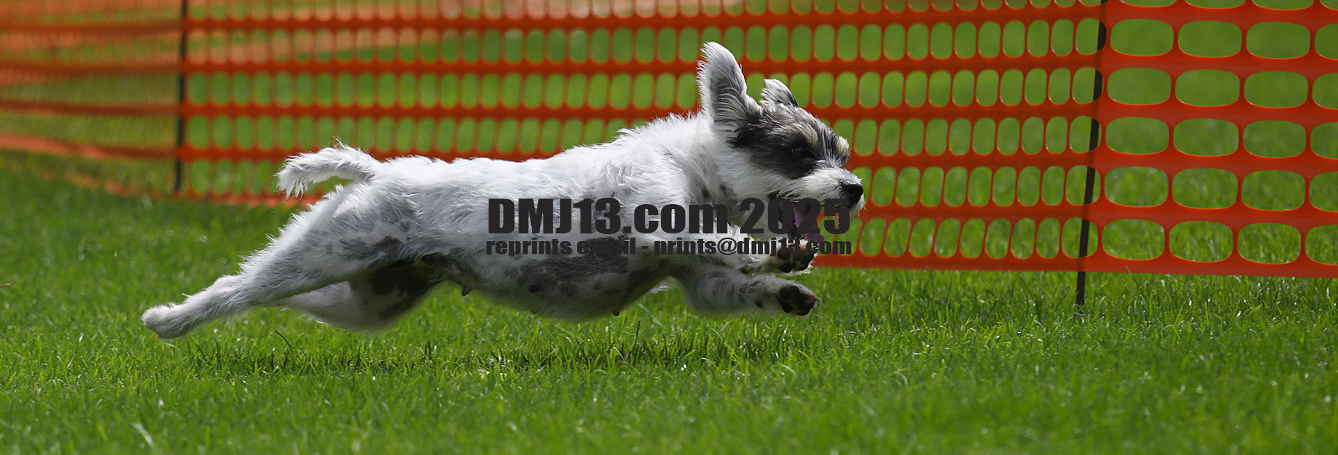 DMJ-13.com