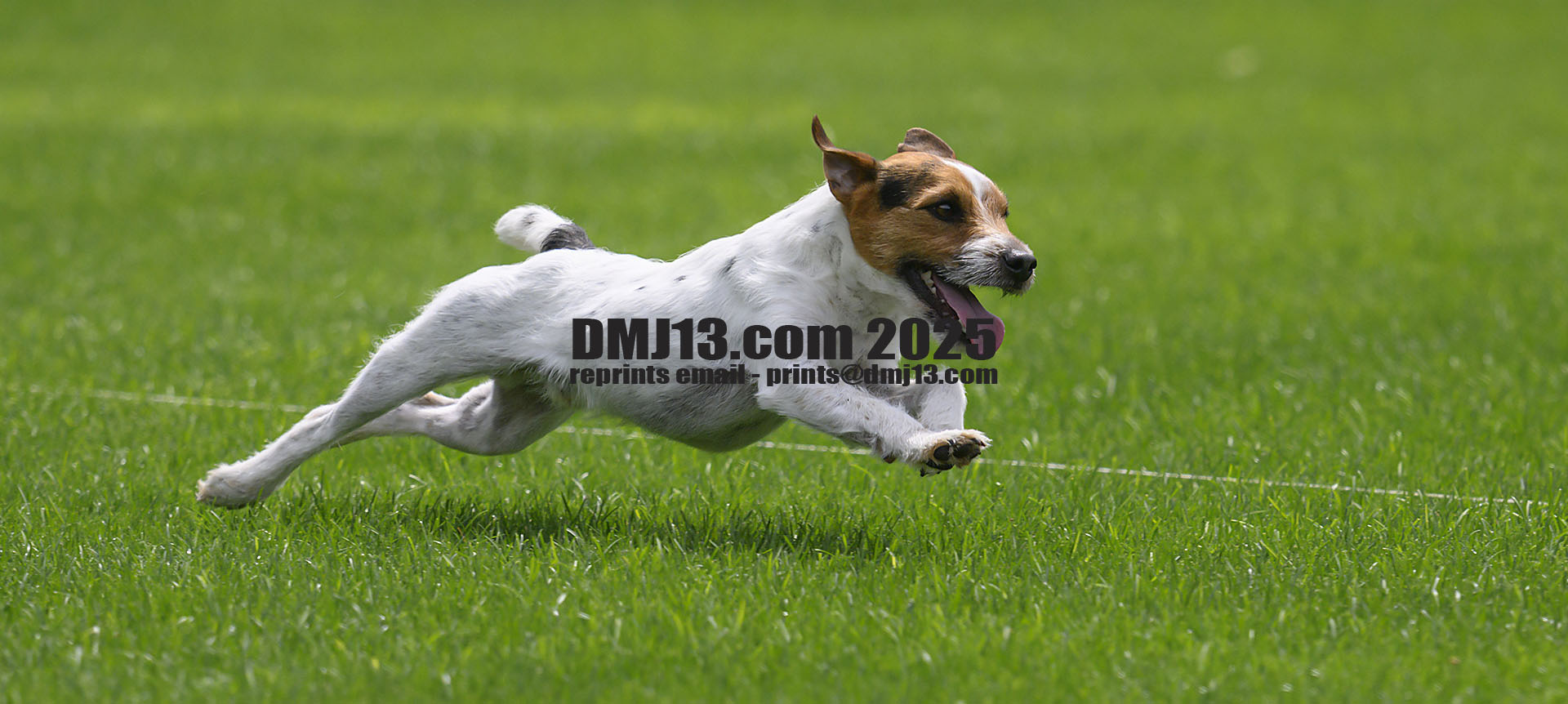 DMJ-13.com