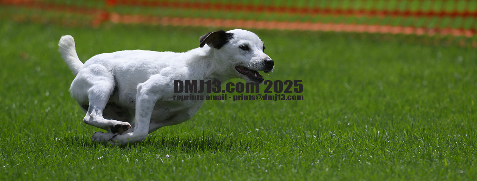 DMJ-13.com