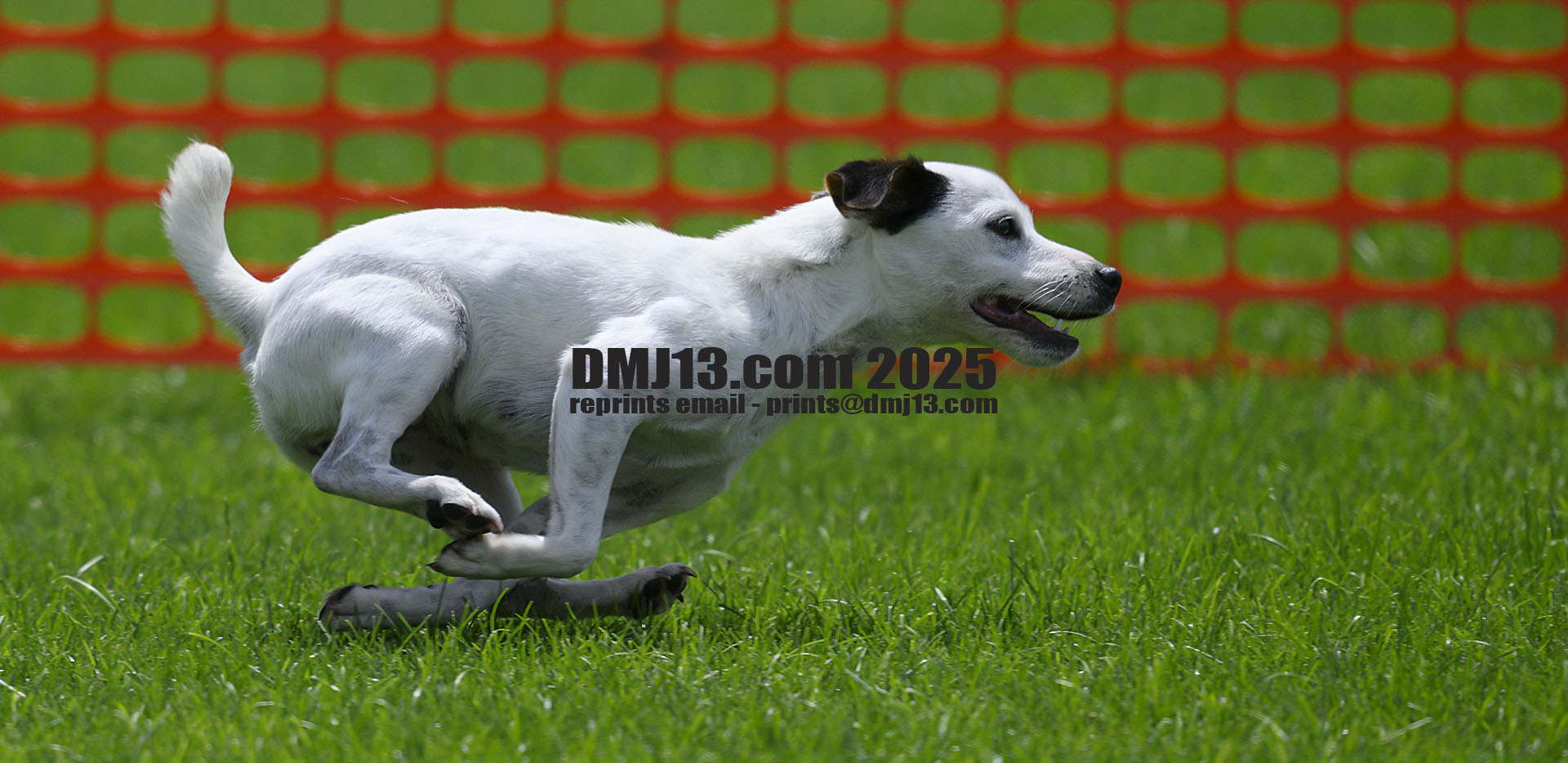 DMJ-13.com