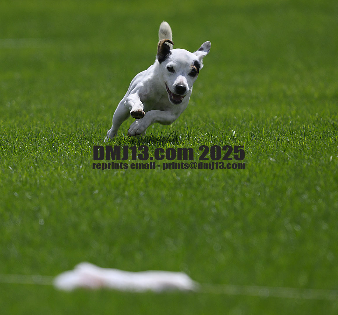 DMJ-13.com