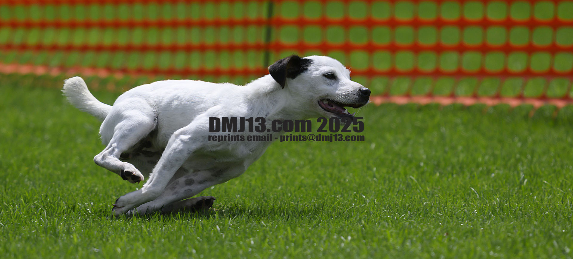 DMJ-13.com