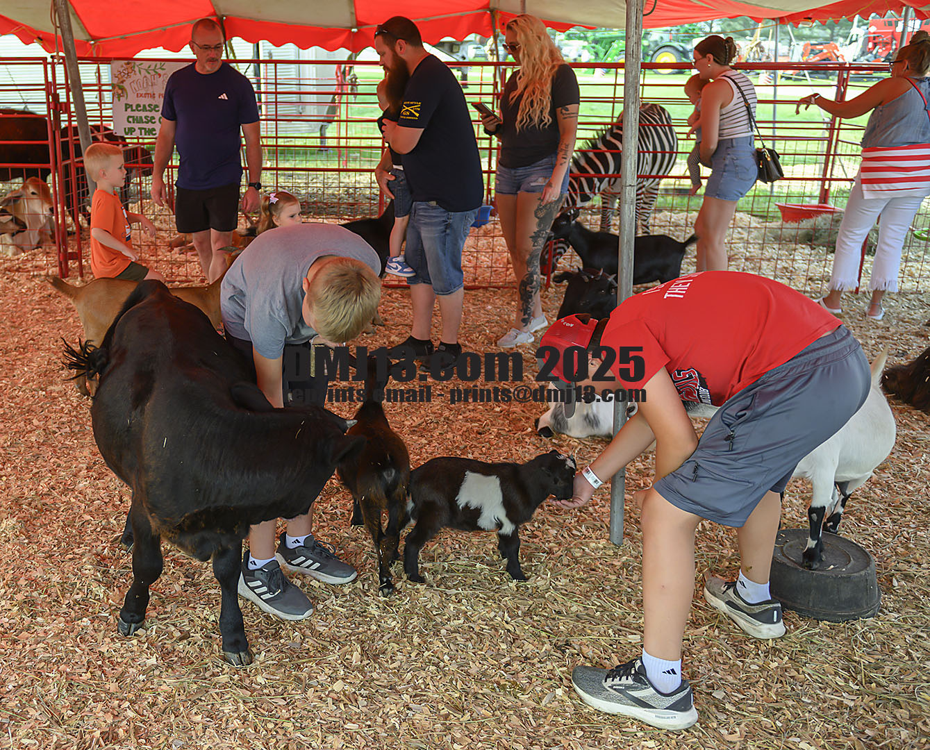 DMJ-13.com